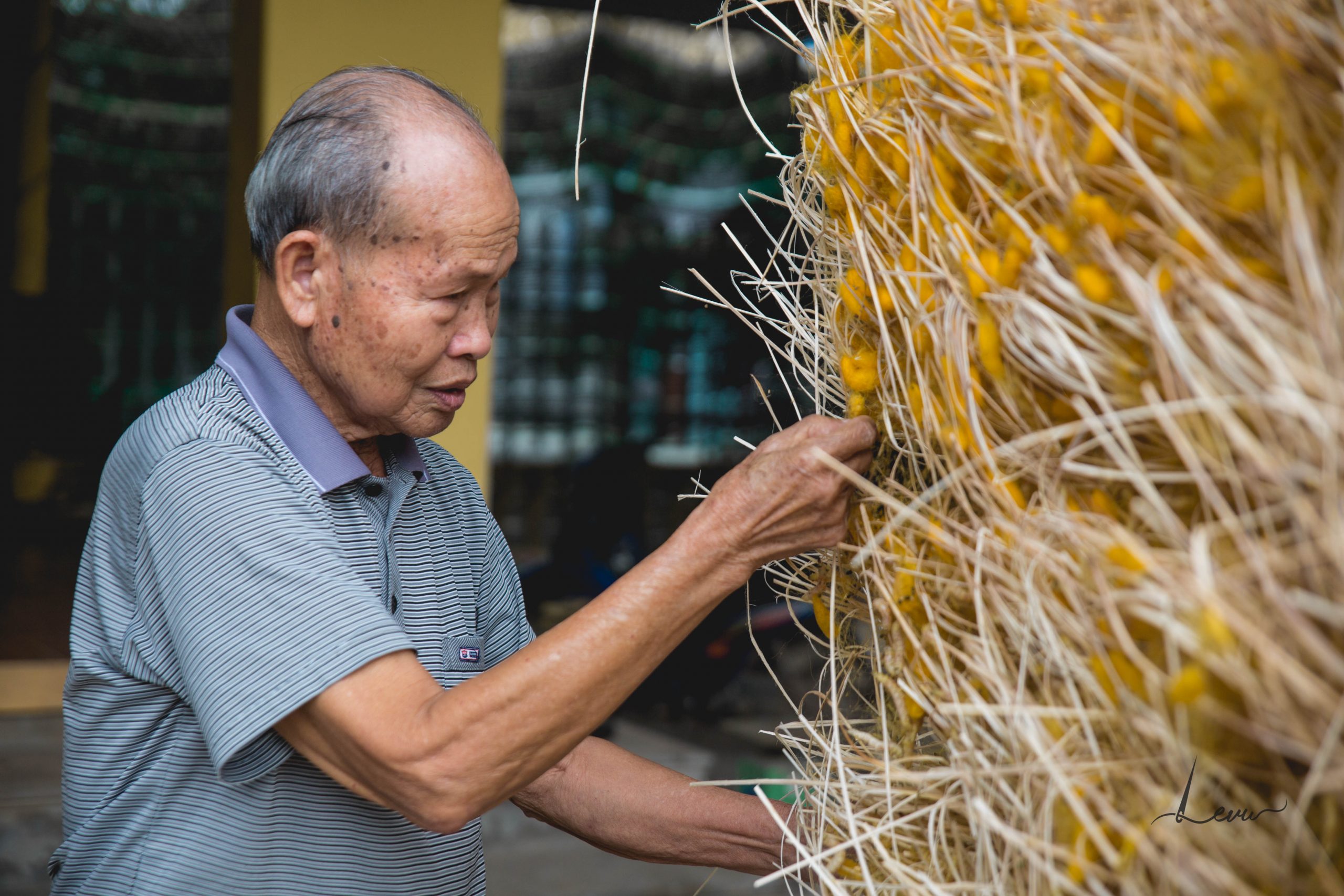 Cụ ông thu hoạch kén tằm