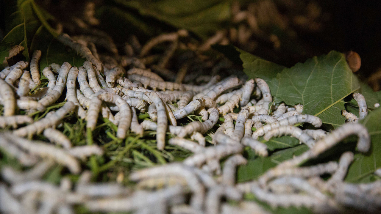 qua-trinh-san-xuat-vai-lua-to-tam-tai-Ninh-Binh-2