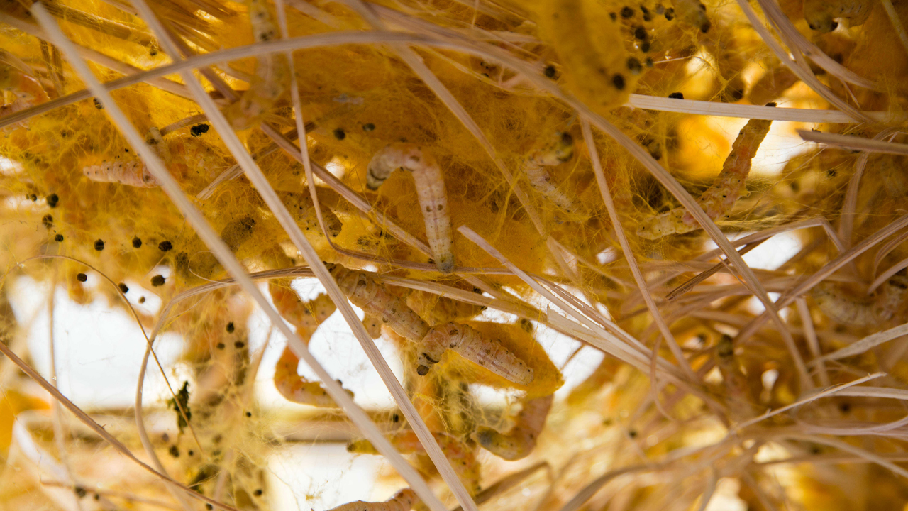 qua-trinh-san-xuat-vai-lua-to-tam-tai-Ninh-Binh-3