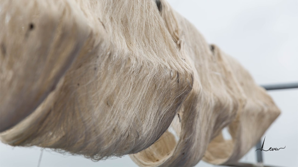 Từng bộ tơ được phơi lên tại xưởng sản xuất Levusilk